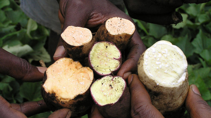 A sweet rainbow: Americans like their sweet potatoes orange and packed with sugar. But in Africa, yellow and white varieties are also popular. They tend to be less sweet.