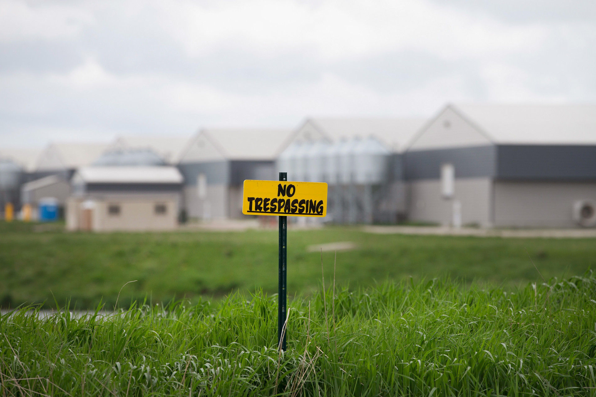 "No trespassing" signs are posted on the edge of a field at a farm operated by Daybreak Foods near Eagle Grove, Iowa, which has been designated "bio security area," on May 17.