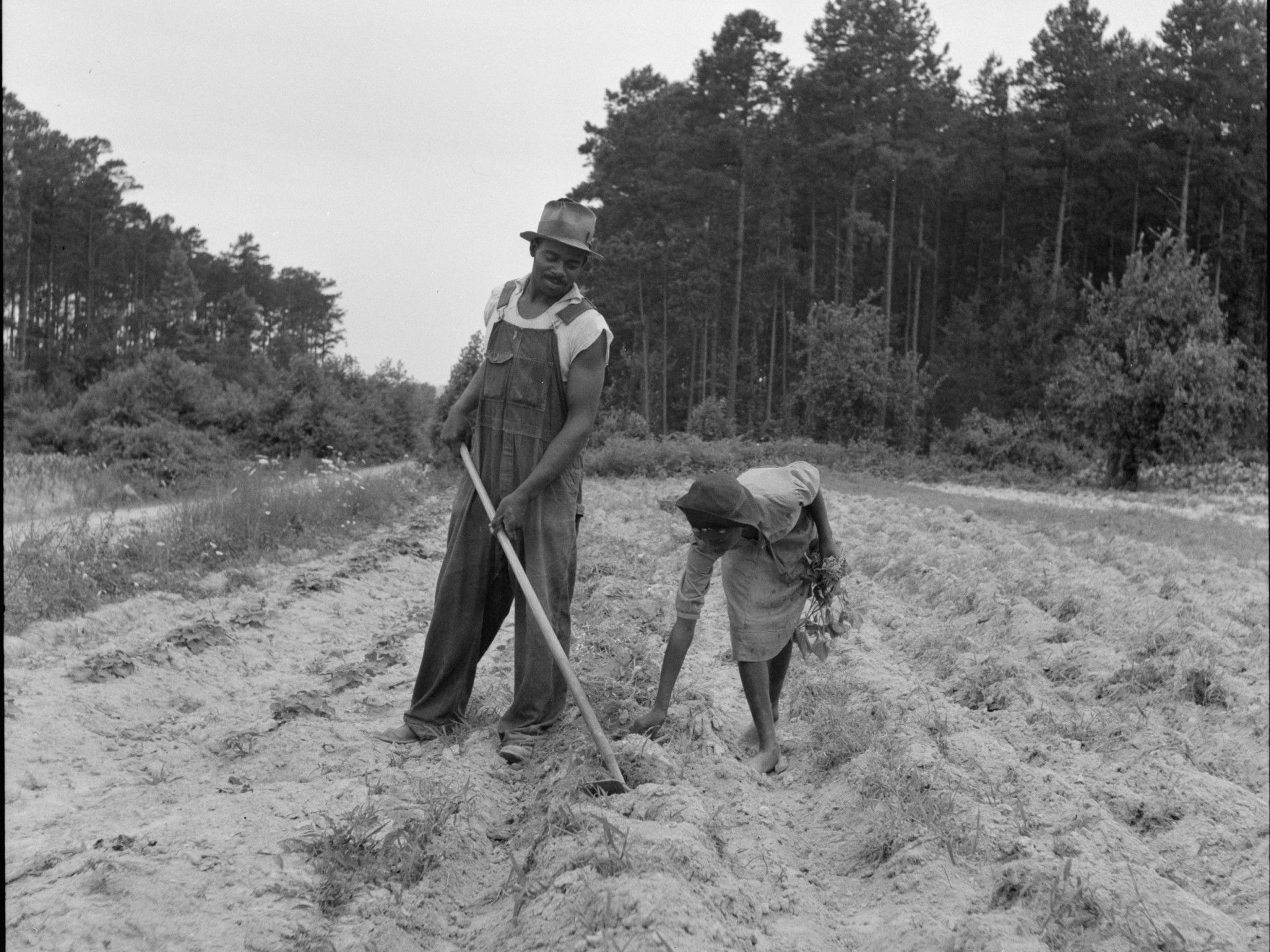 A sharecropper plants sweet potatoes with his 13-year-old daughter near Olive Hill, N.C., July 1939. "Her father hopes to send her to school," Lange noted