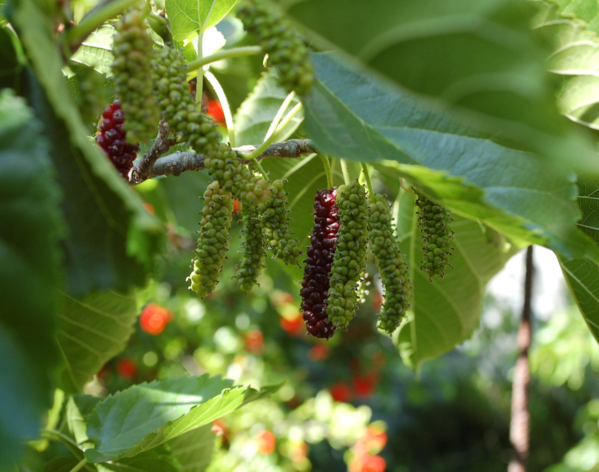 The longer Pakistan variety of mulberry can go to five inches and is toothsome, less moist and offers rounded flavors with hints of banana and apple.
