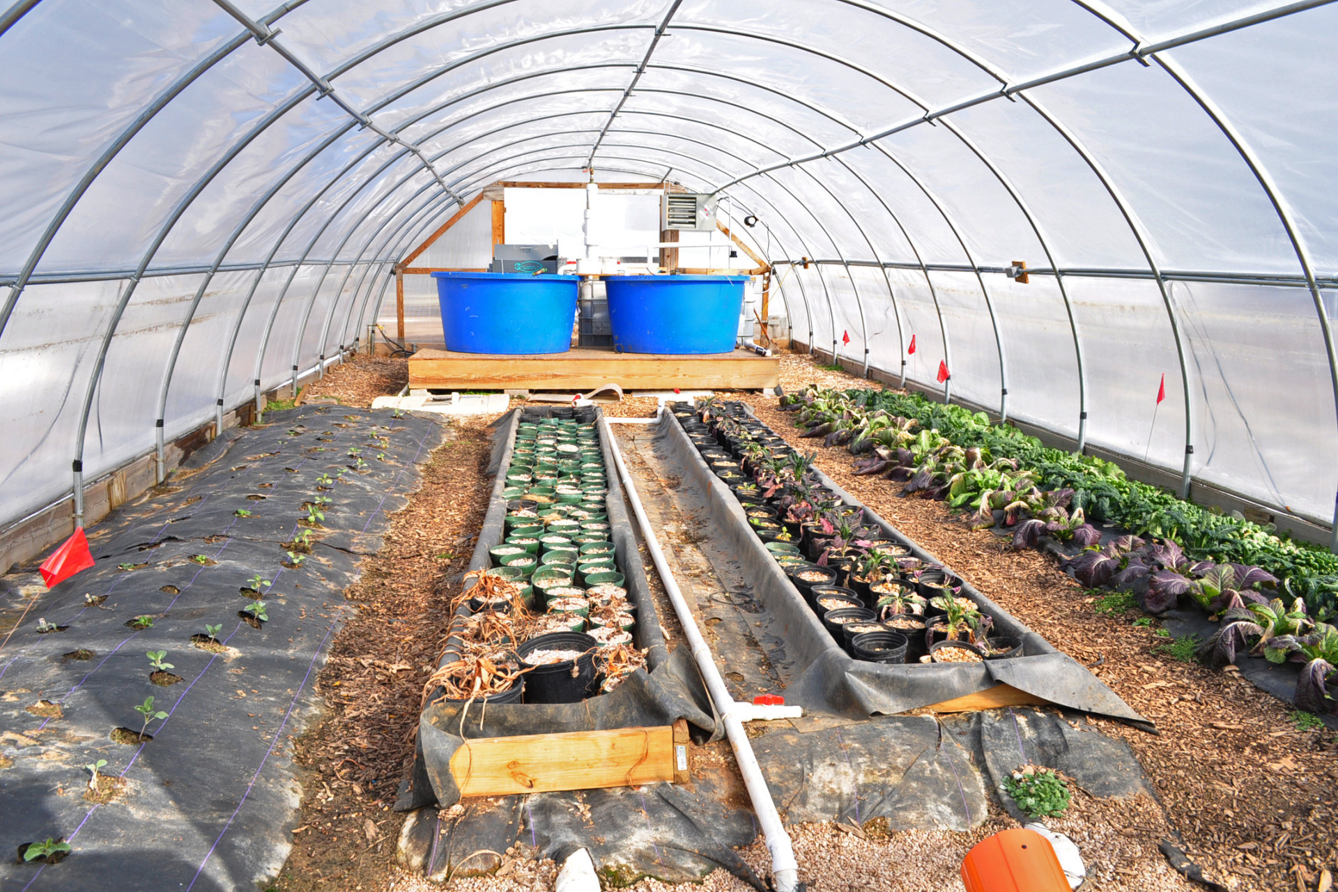 The remnants of several projects wait for spring in a hoop house at the farm this past winter. The blue pools at the end have grown fish in the past and beds are being transitioned from fall plants to spring.
