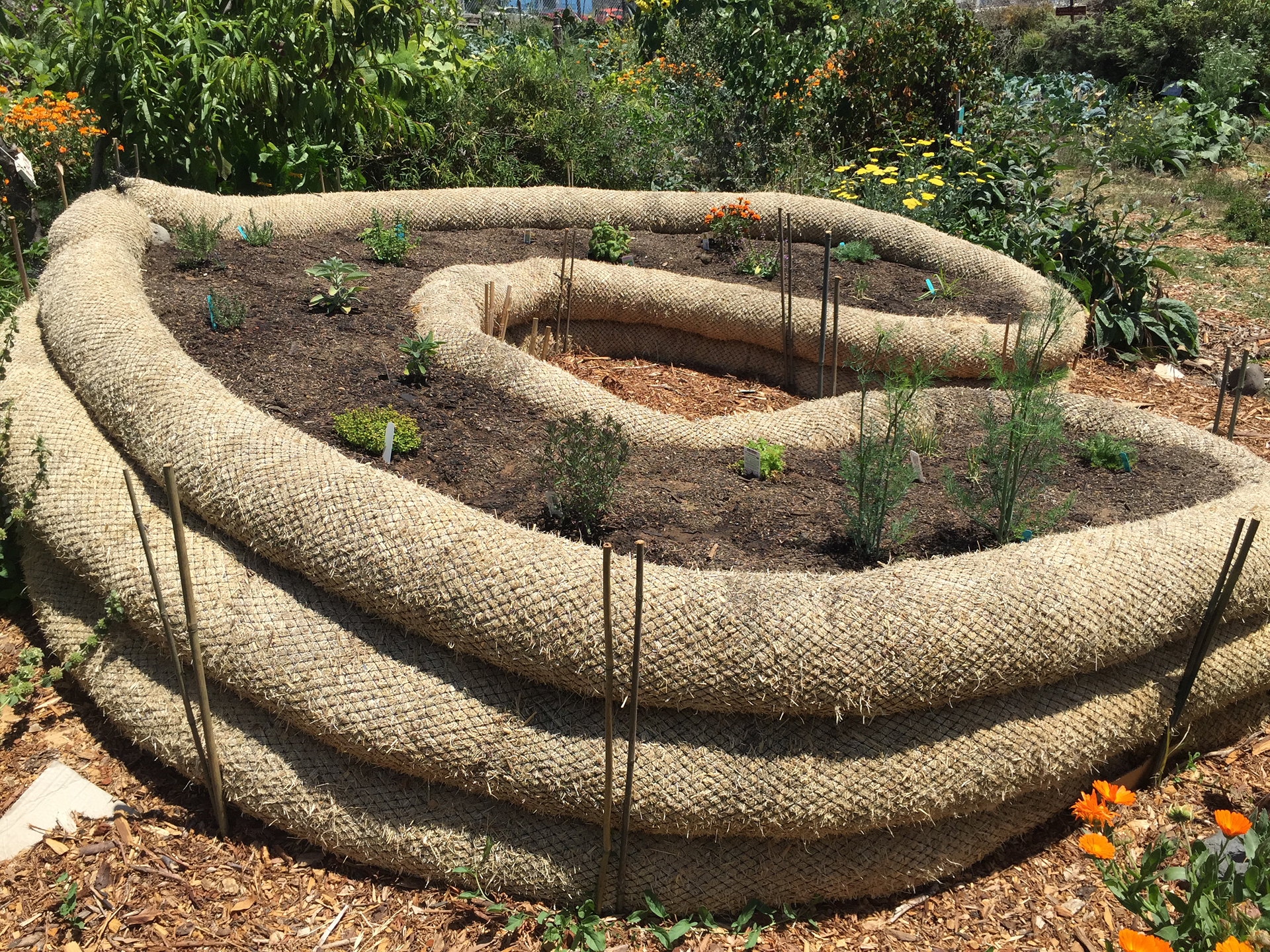 This keyhole raised bed, in which herbs are growing, is made out of straw wattles. It was a student project to experiment with cheaper solutions than planter boxes to grow above ground. 