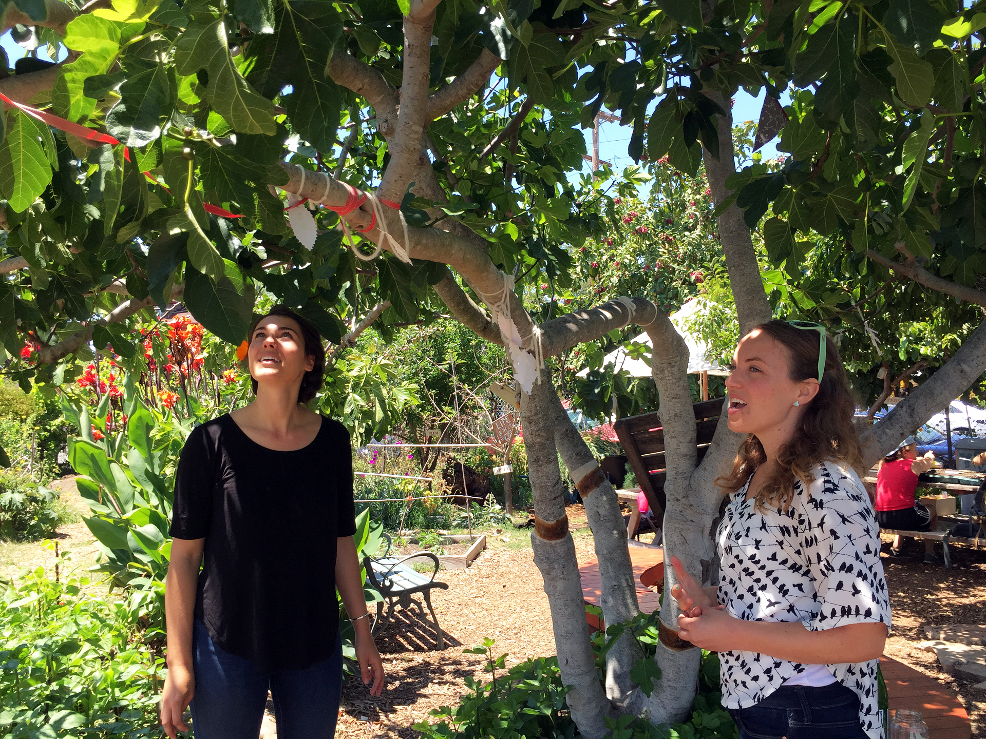 Kate Kaplan (left) and Sara Cate Jones are two of several SOGA garden managers. They are anxiously awaiting the first figs to ripen, which will happen in a matter of weeks. 