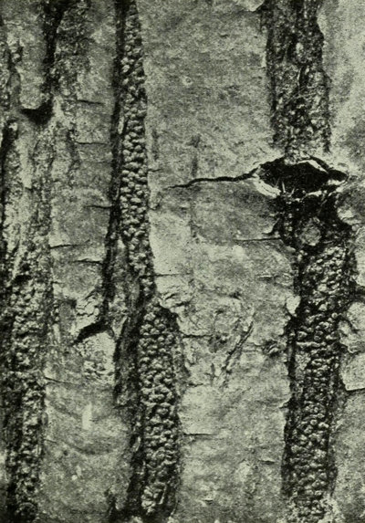 A photo from a 1917 textbook on mycology and plant pathology shows pustules of chestnut blight fungus in the crevices of bark of a fallen chestnut tree in 1913.