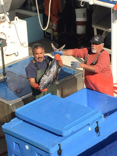 Workers get more bluefin tuna from the deck of the Barbara H., David Haworth's vessel, to bring up on the dock for sale.