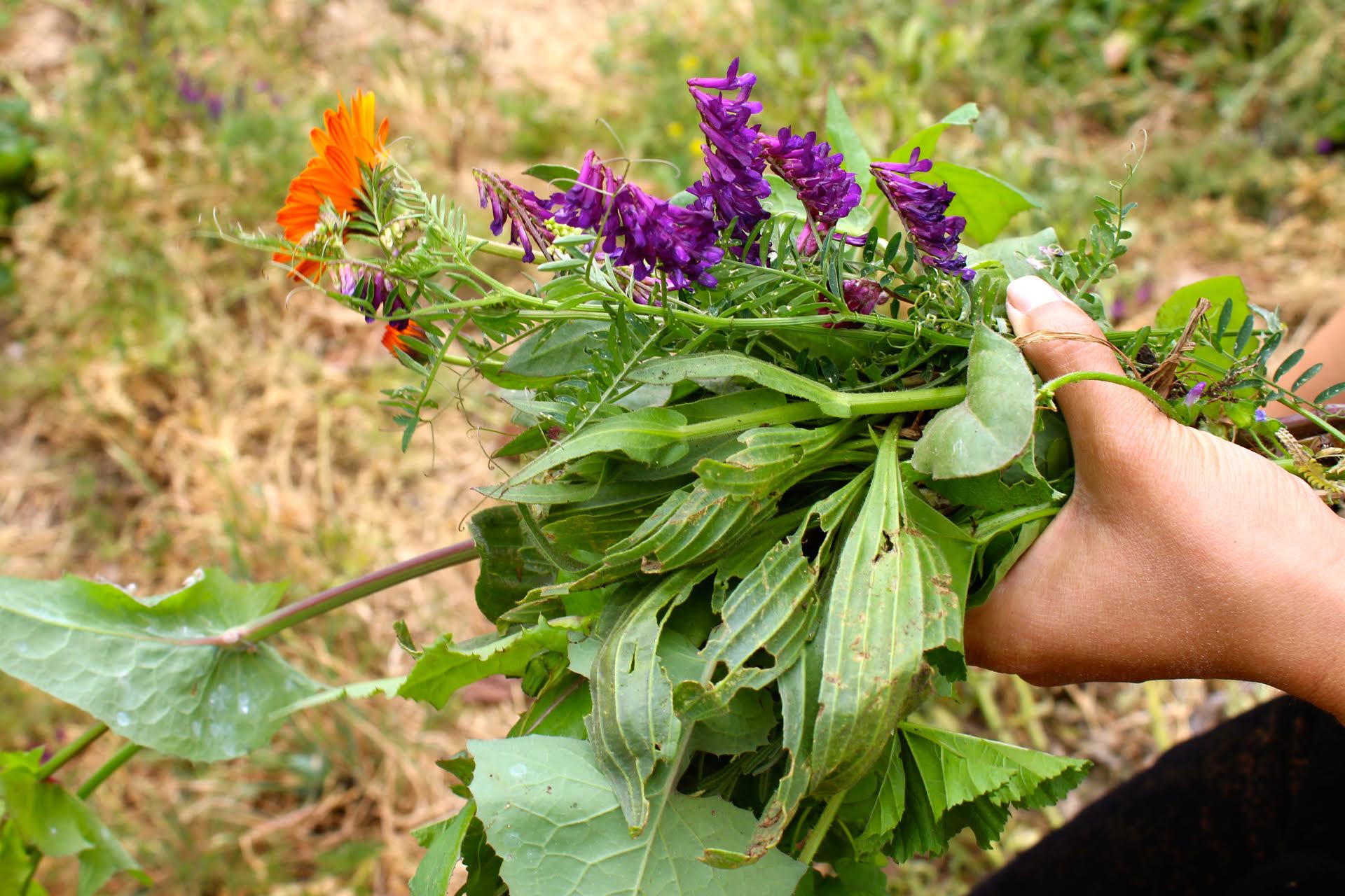 Edible weeds found around Oakland: Calendula, vetch and plantago.