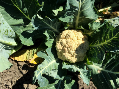 The yellow tint on this cauliflower comes from sun exposure. It's crunchy and every bit as nutritious as white cauliflower.