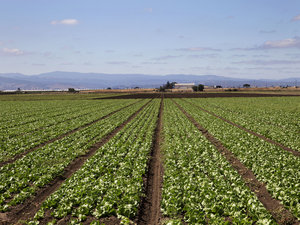 The Salinas Valley is known as America's salad bowl. The Natural Resources Defense Council estimates that farmers here and elsewhere around the country may over-plant by about 10 percent. 