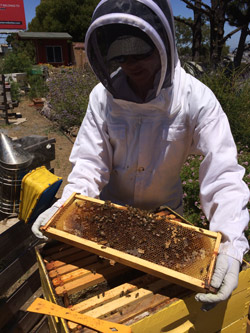 Urban Agriculture Program- beekeeping.