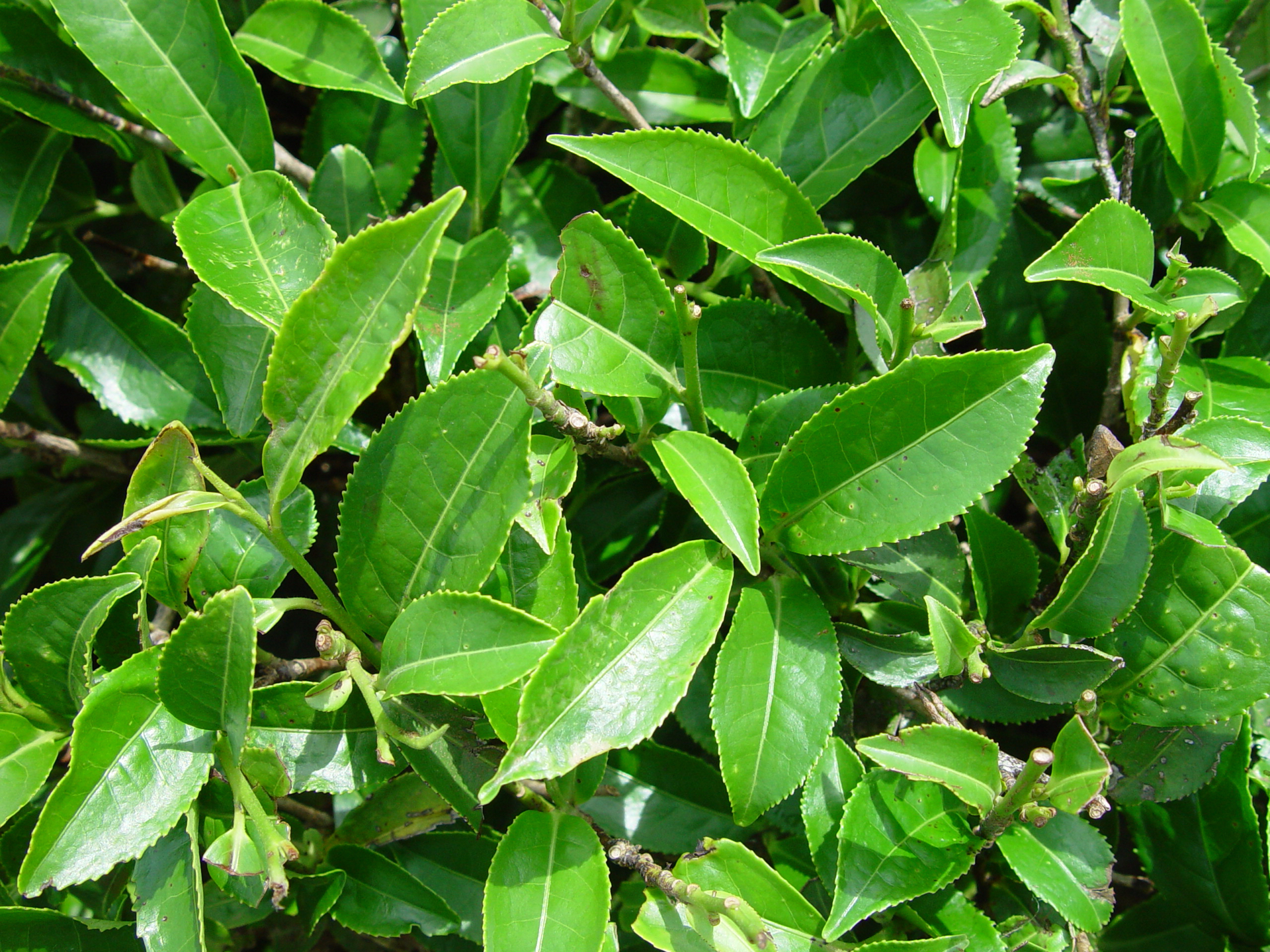  All true tea varietals are derived from the same plant, Camellia sinensis, and contain health-promoting compounds.