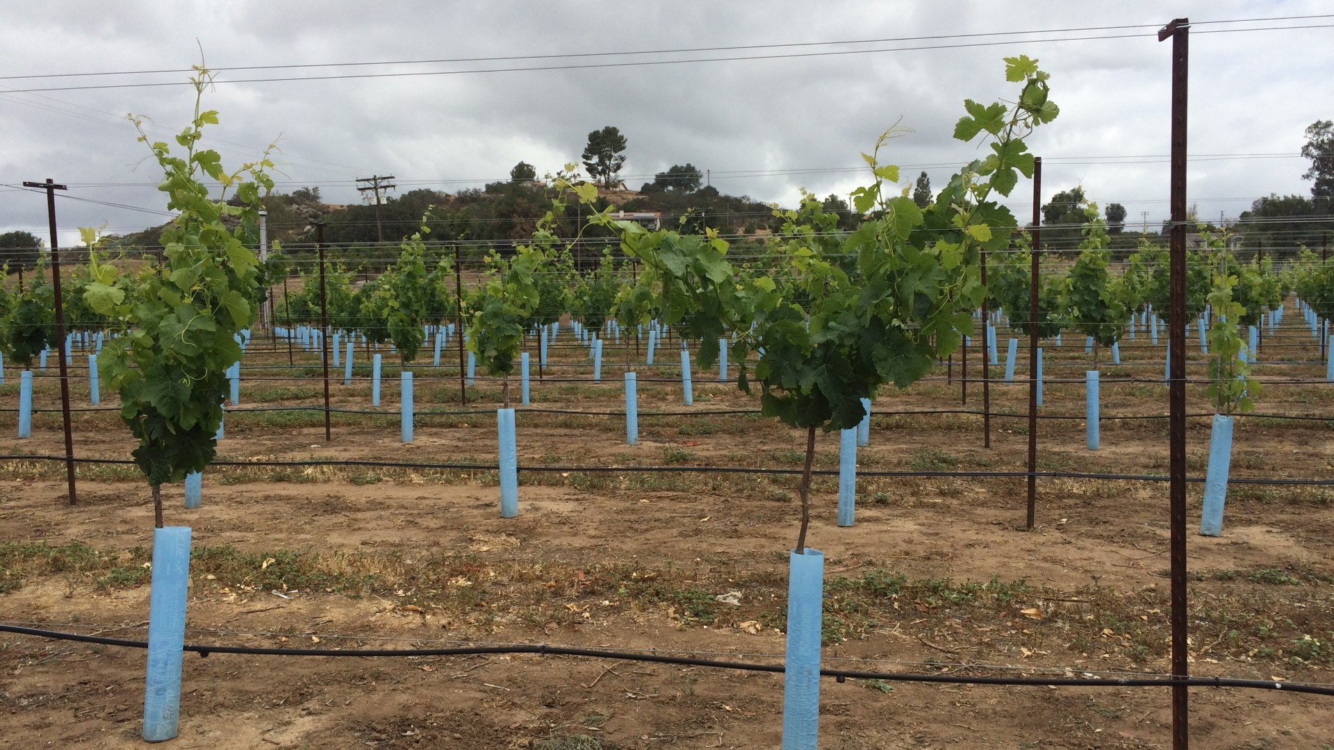 The price of water in San Diego County has more than doubled lately. But vineyards require 25 percent less water than citrus. As a result, the number of wineries in the county has tripled in recent years.