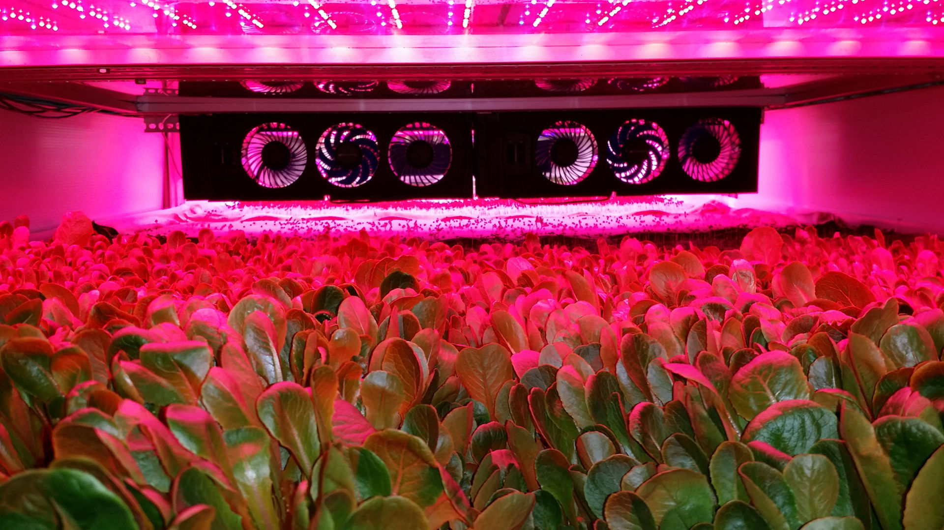 AeroFarms grows greens under intense LED grow lights, while their roots are bathed in a nutrient-rich mist.