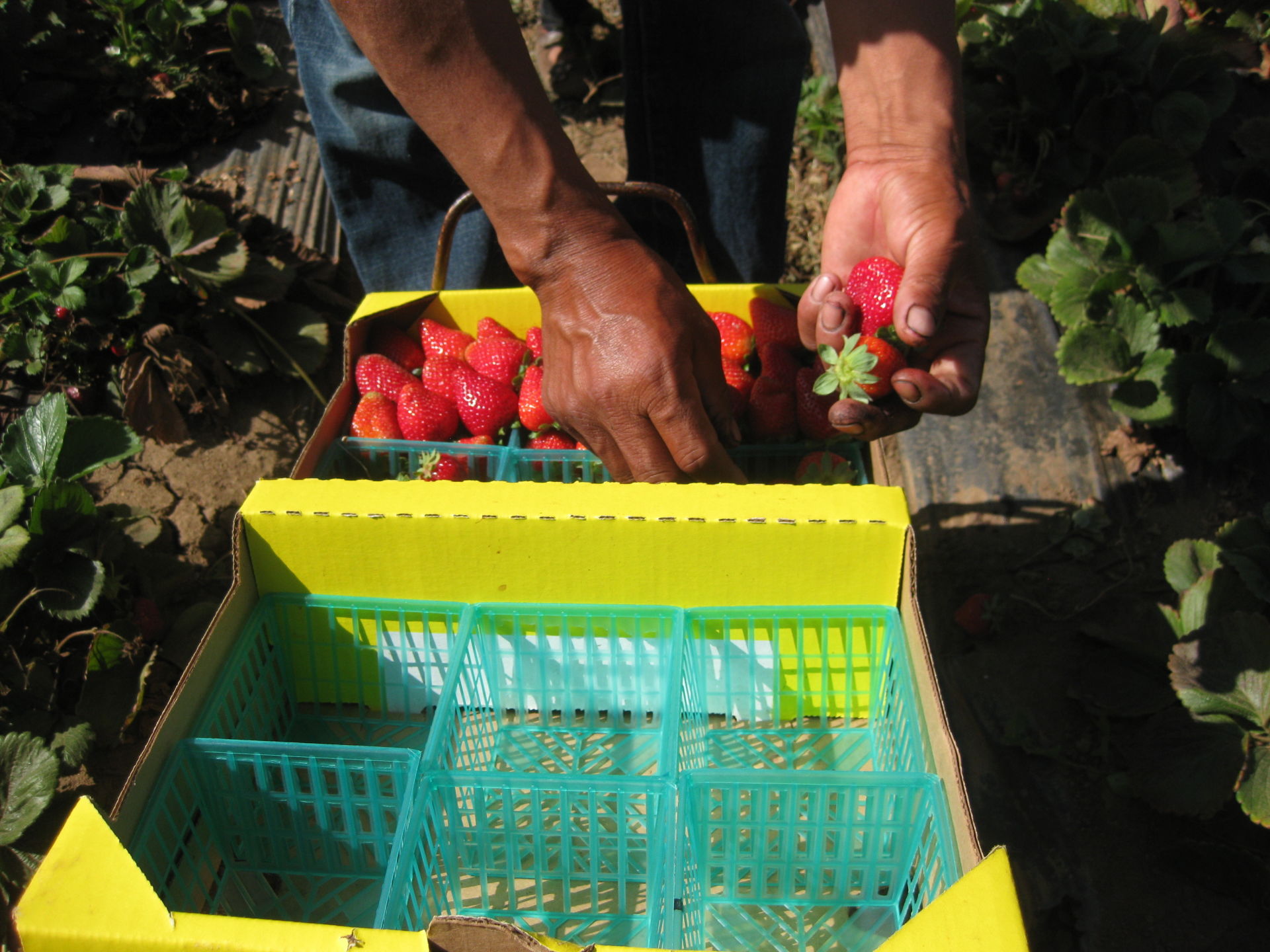 A field worker fills a box of strawberries in Watsonville, Calif. Berry pickers say they're earning less money this year. Because of the drought, there's less fruit to pick, and the fruit that is there is smaller, which means it takes longer to fill a box. Pickers are paid by the box.