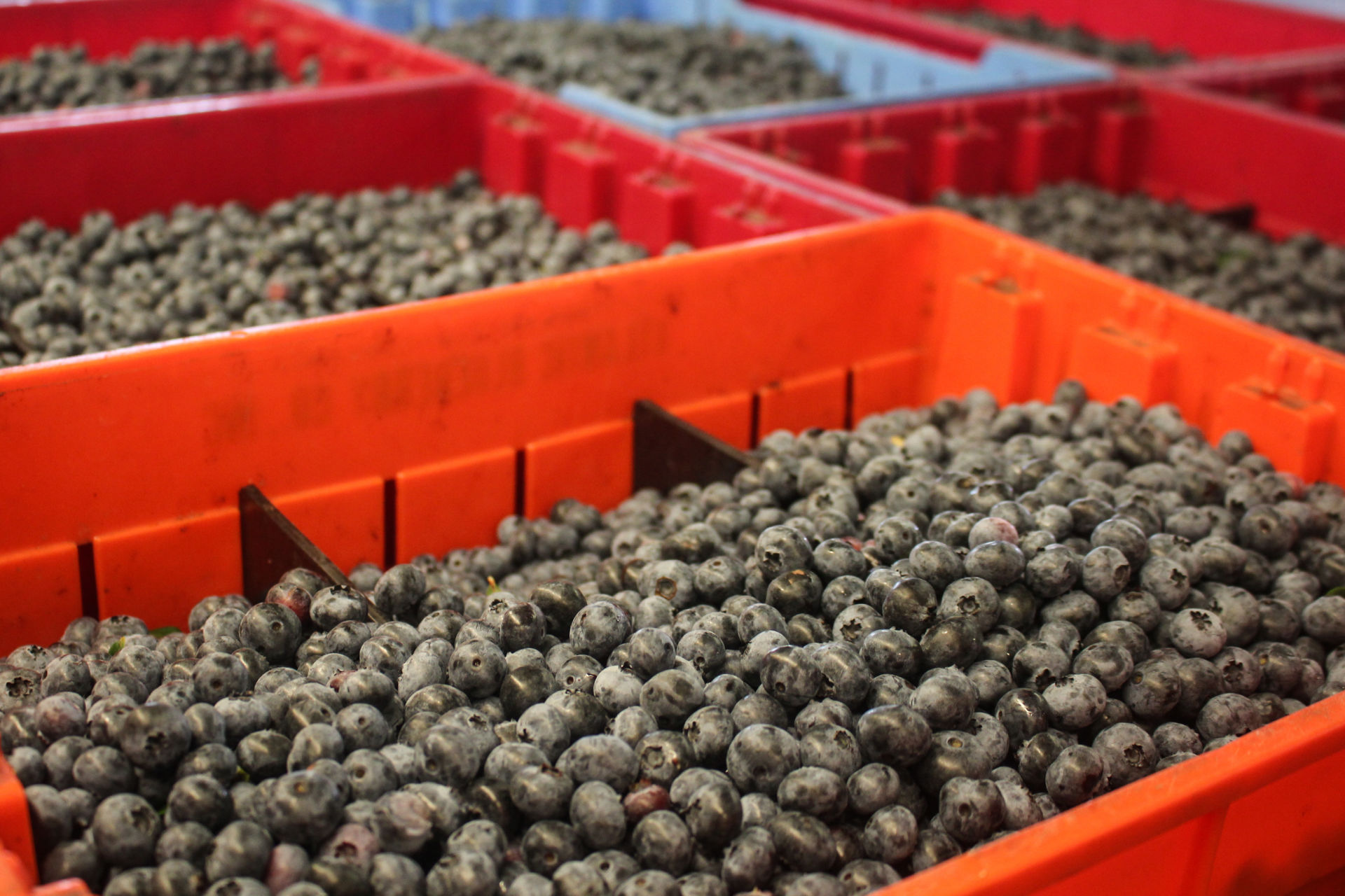 Blueberries wait for processing at the Atlantic Blueberry Co. packing facility in Hammonton, N.J.