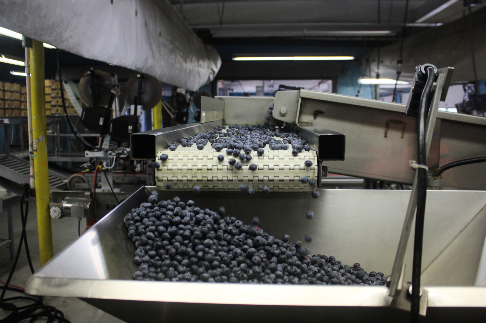 Part of the fresh blueberry packing line at the Atlantic Blueberry Co.