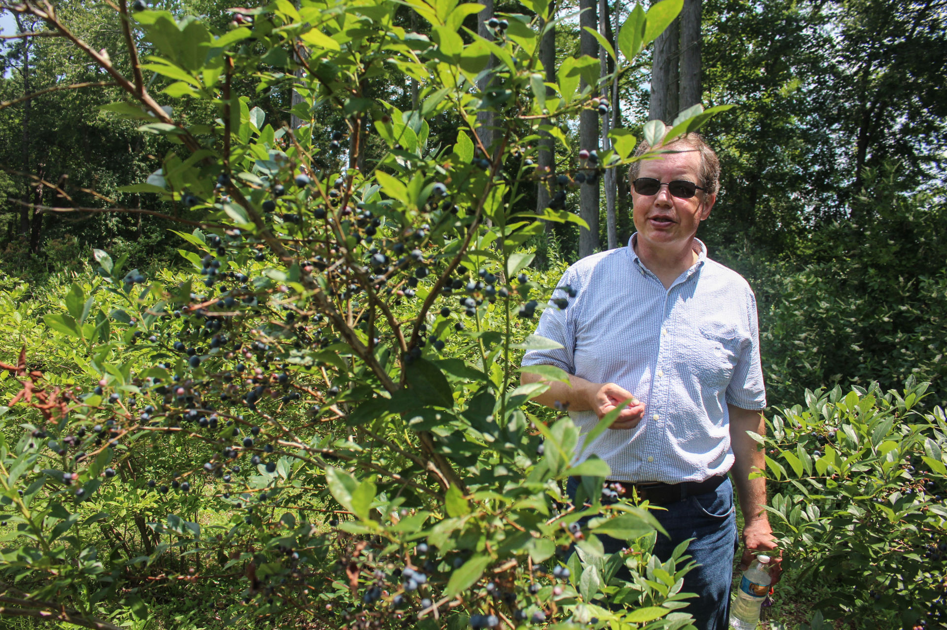 Mark Ehlenfeldt, a USDA blueberry breeder, in a century-old planting of Rubel blueberries in Whitesbog.