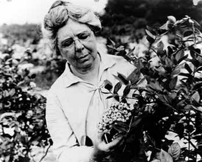 Elizabeth Coleman White inspects a blueberry bush in Whitesbog, N.J., date unknown. White began working with blueberries in 1911.