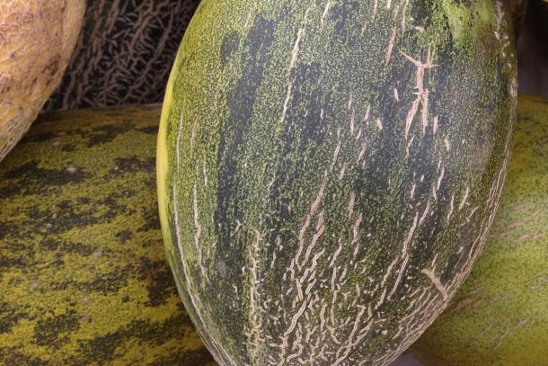 Piel de Sapo melons