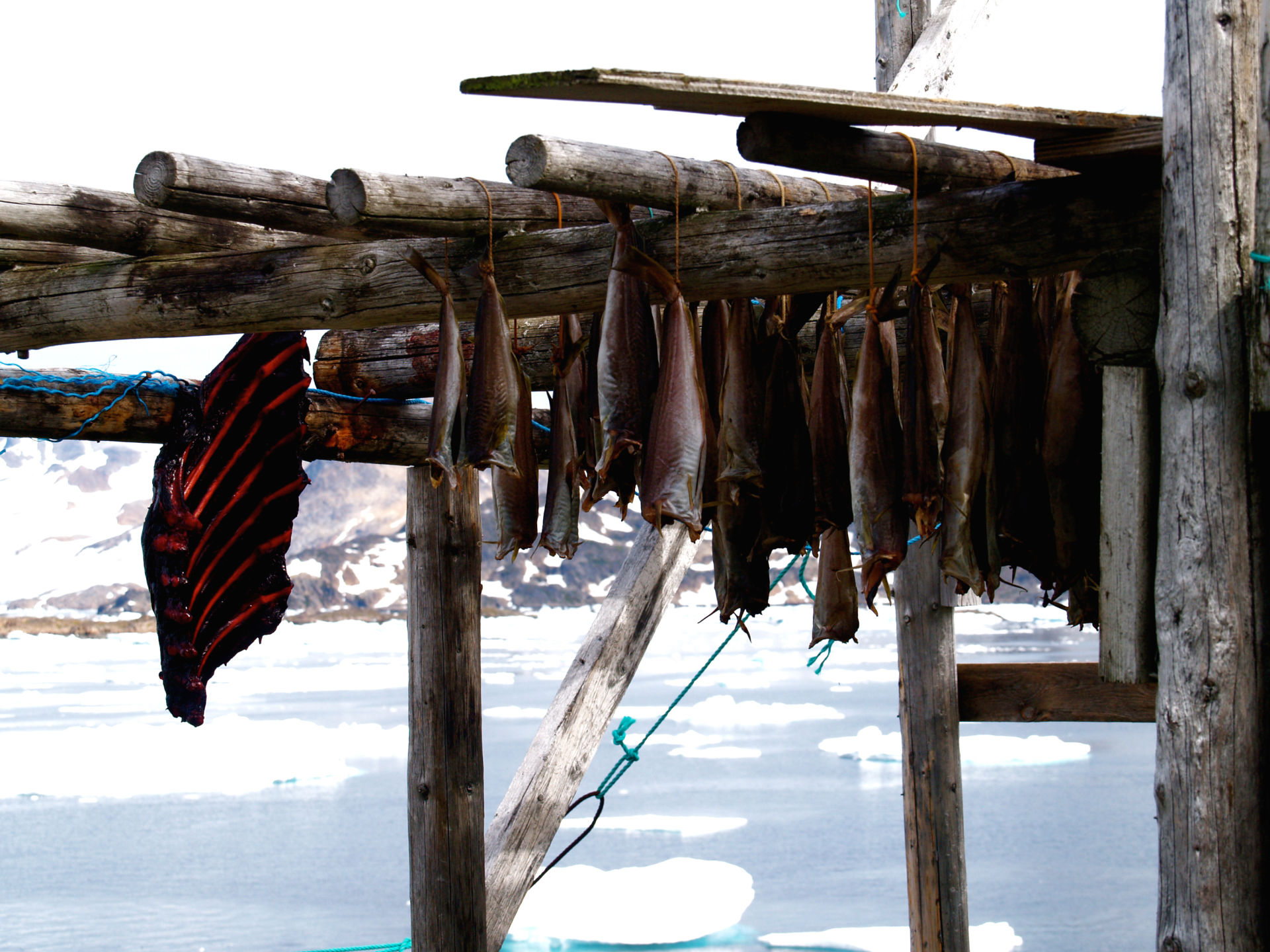 Seal meat and fish air dry in Greenland.