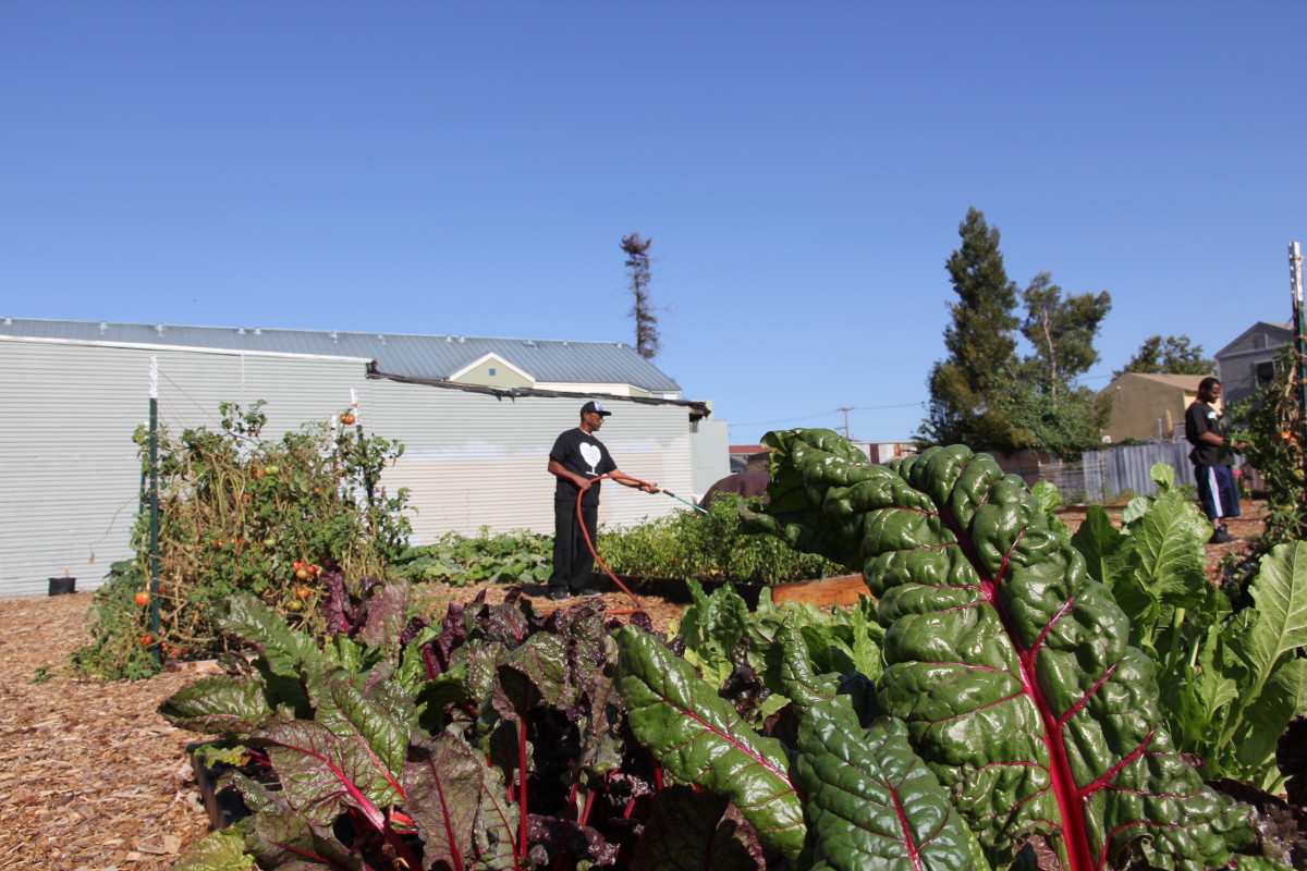 Chard in the West Oakland sun.
