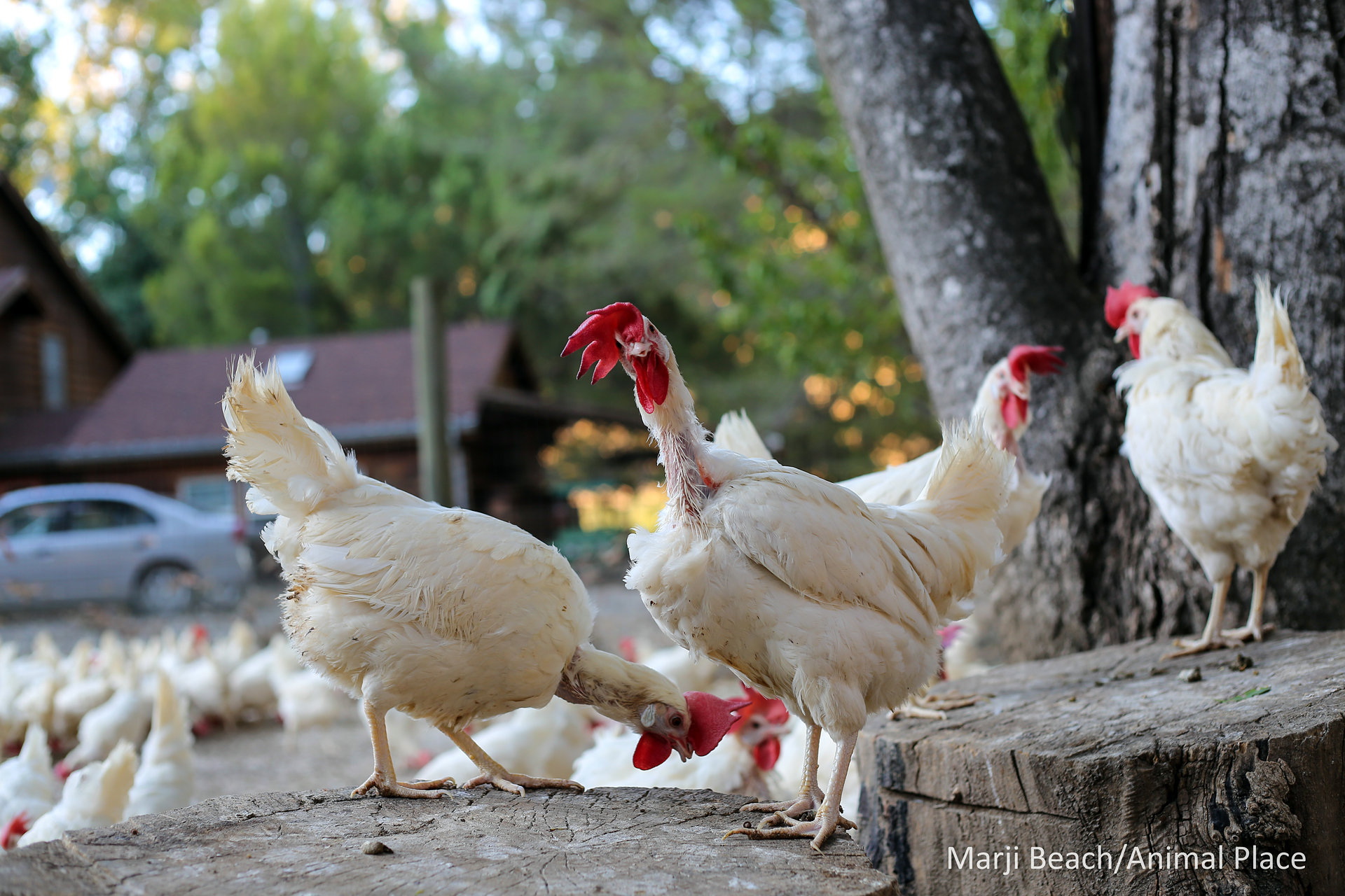 Animal Place provides a sanctuary for chickens like these (or roosters) when they have nowhere else to go and farms don't want them.
