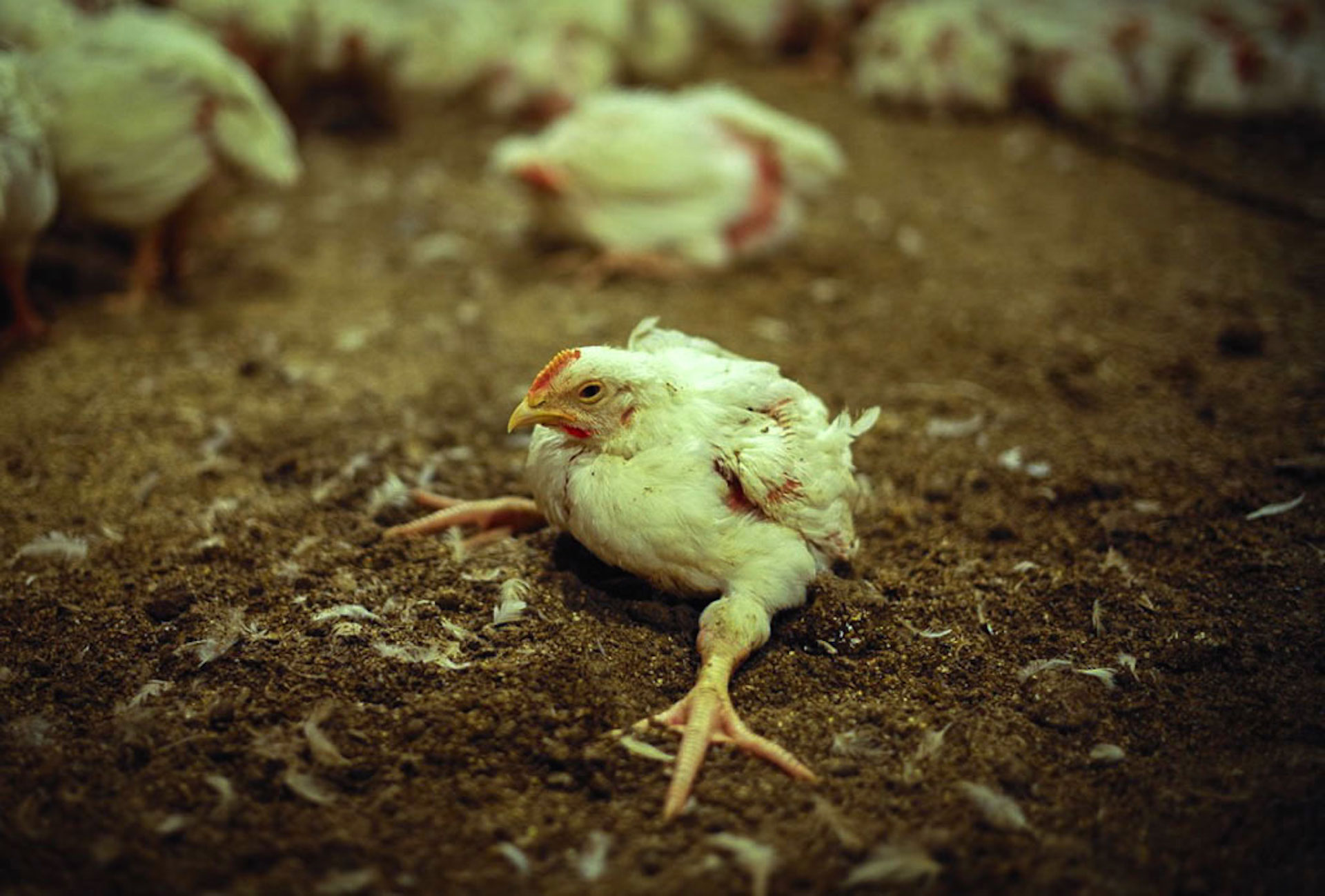This factory-farmed chicken is how the majority of American chickens are raised.