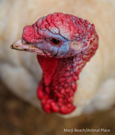 Jude was rescued when he avoided the Thanksgiving slaughter.