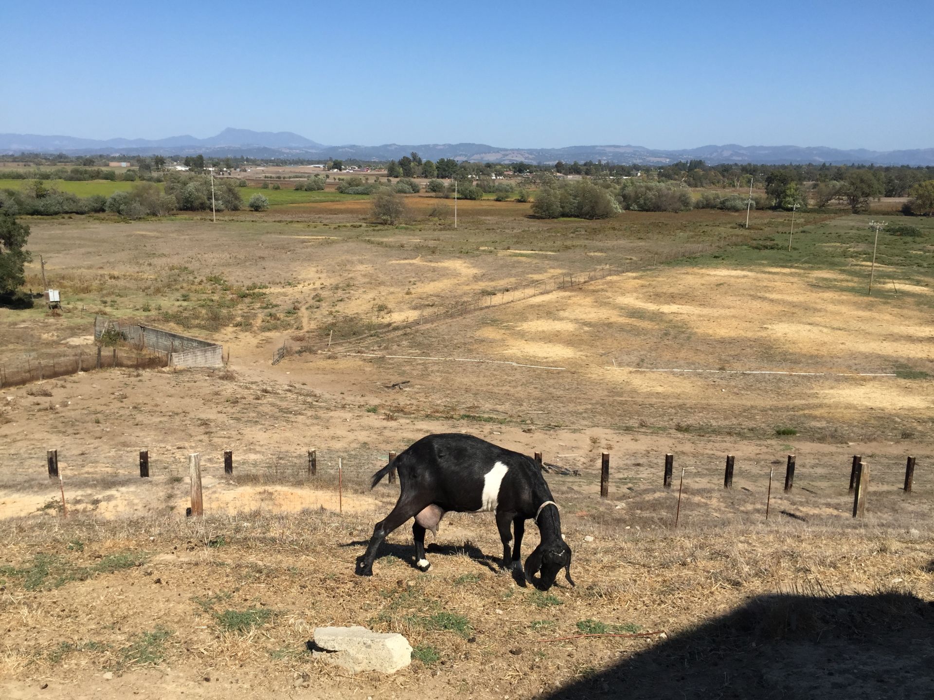 Not only does the creamery offer this view, but there are plenty of goats to play with.