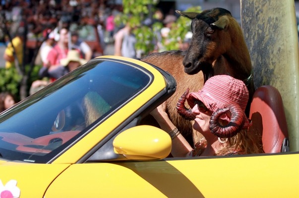 Lisa Gottreich rides with "Rifka" the goat at the Apple Blossom Parade.