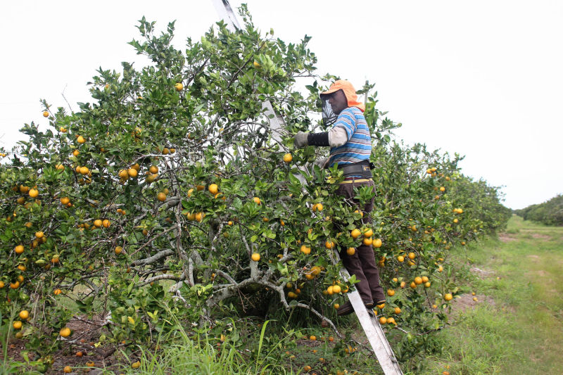 Harvesting oranges near Arcadia, Fla. The sacks that workers carry weigh about 90 pounds when they are full of fruit.