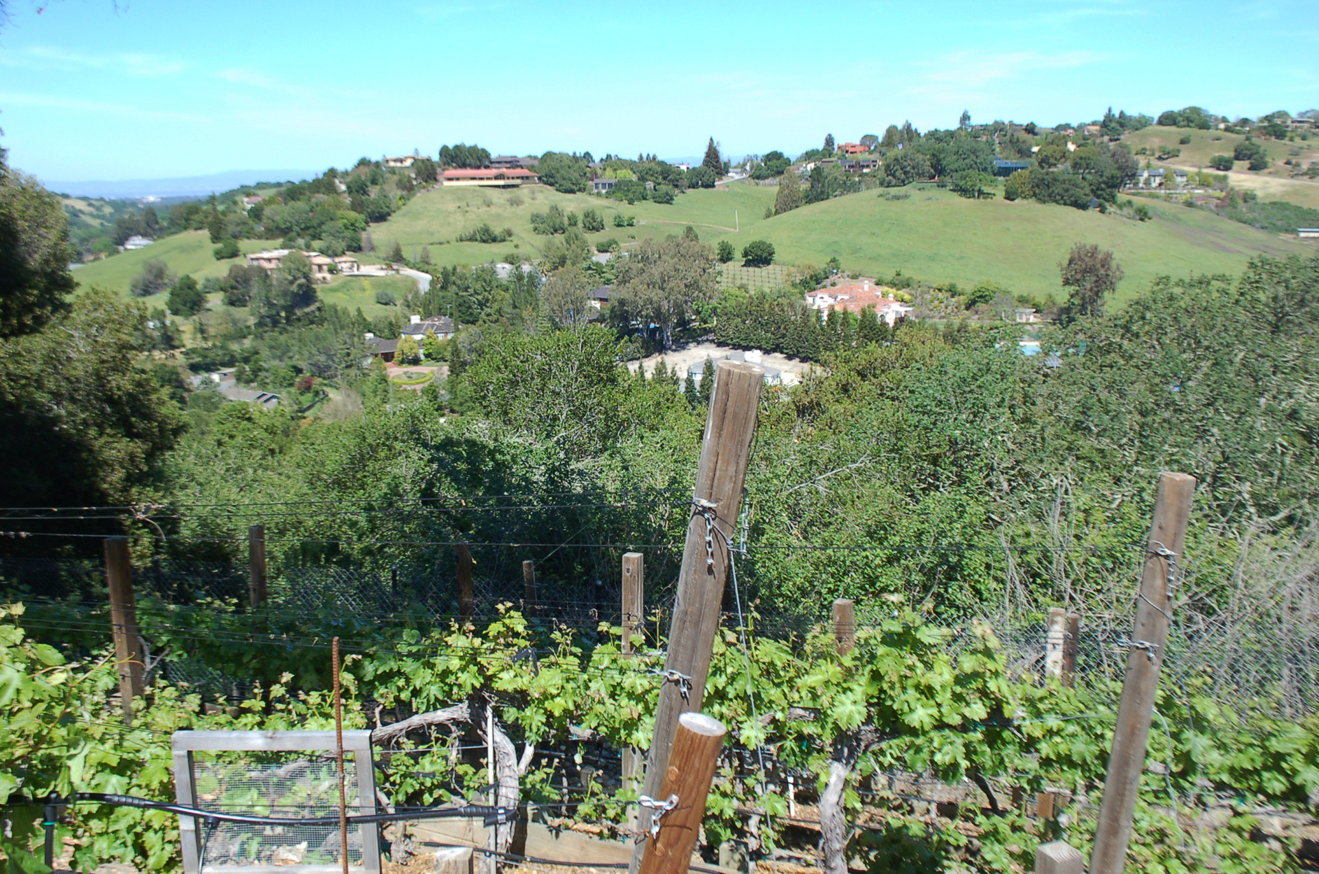 Scott Bryan's 300 vines and five varietals in Los Altos Hills overlooks some neighboring wine estates in this town where vineyards are booming.