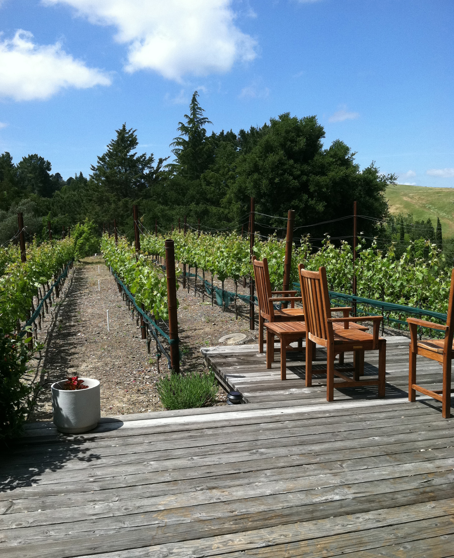 This Lamorinda home vineyard sits next to the deck, where homeowners can admire their orderly rows of cabernet and syrah vines, which grow well in the region.