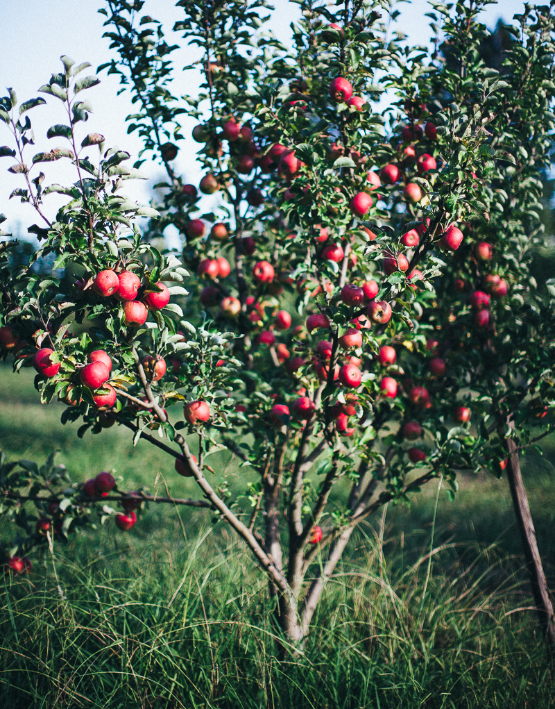 The Apple Farm