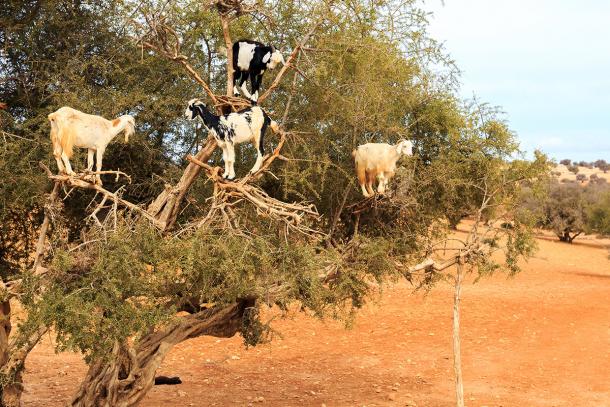 goats climb trees