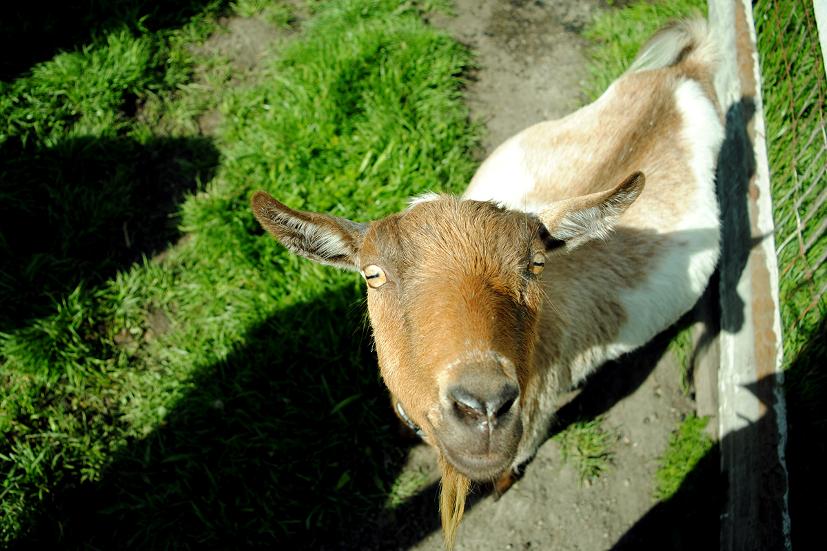 goats have rectangular pupils