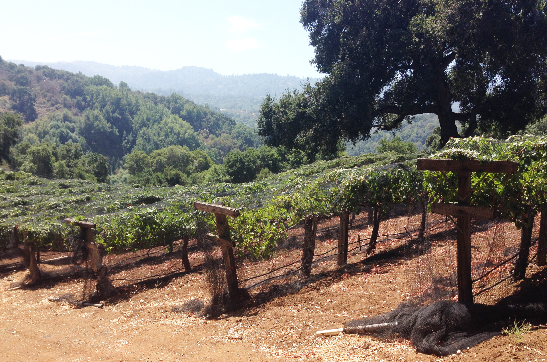 This vineyard in Portola Valley belongs to a well-known billionaire, who like most home vineyard owners, puts up nets to protect grapes from ravaging birds.  Such owners guard their privacy when it comes to their wine activities.