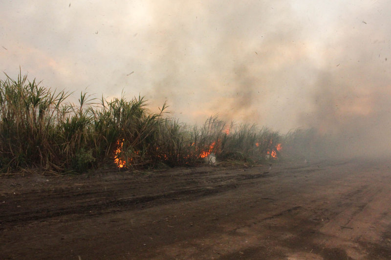 Before sugar cane is harvested, farmers set fire to it to burn away the leaves.