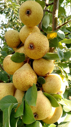 Thorn pears, an English variety used for perry production.