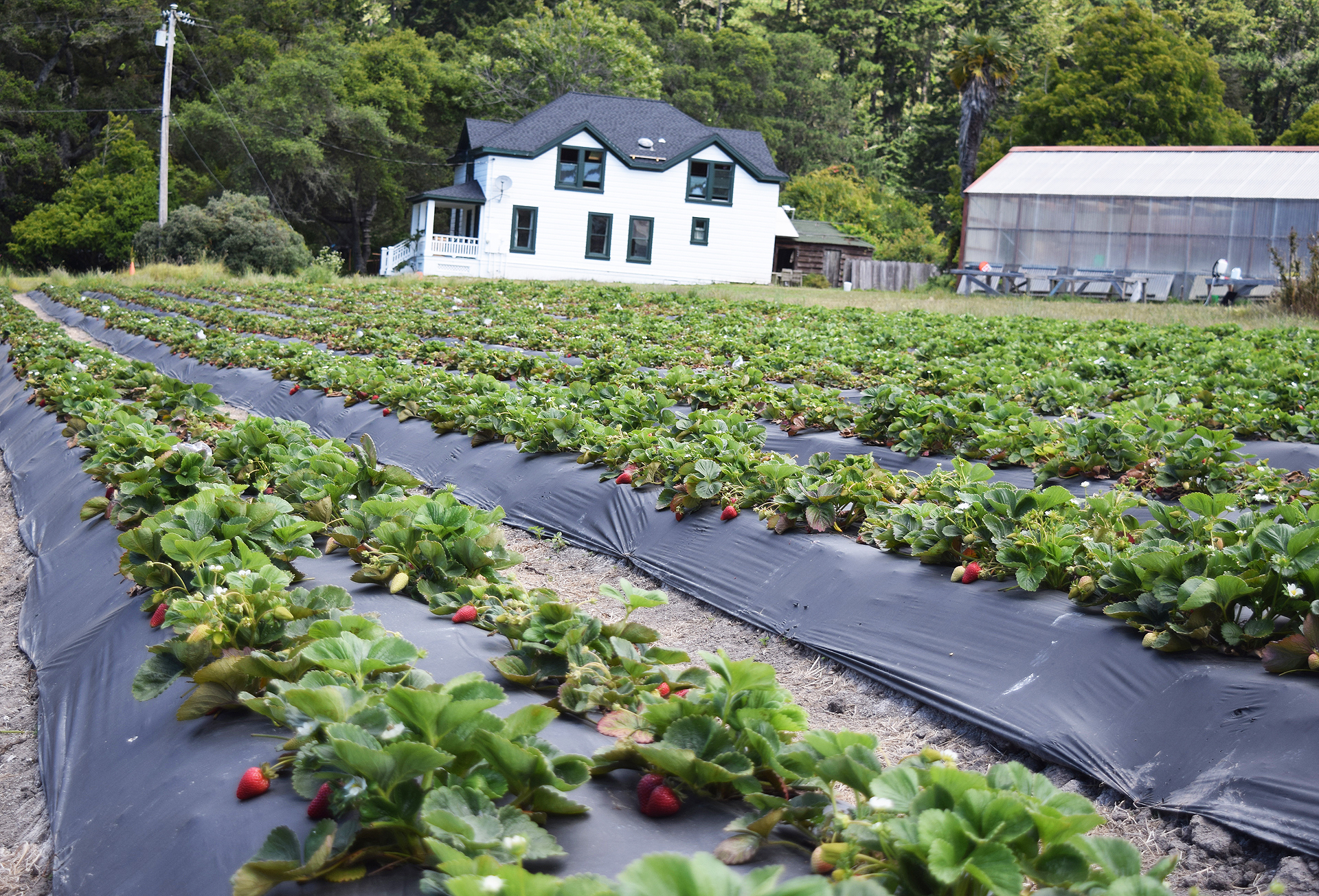 Seascape and Albion strawberries as well as other produce is grown at Green Oaks Creek Farm near the ocean in Pescadero.