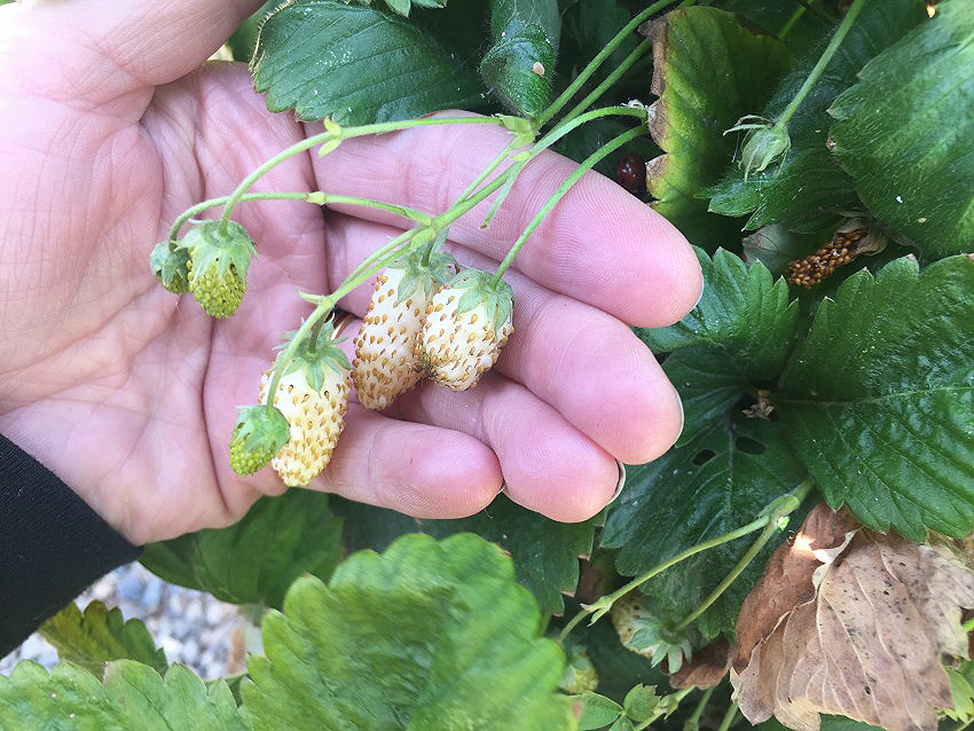 Pinky-sized white and pale yellow fraises des bois could be the most delicious strawberries grown but are exceedingly difficult to find for sale so some berry lovers plant them in their yards.