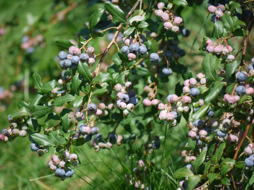 Blueberries—the whole plant