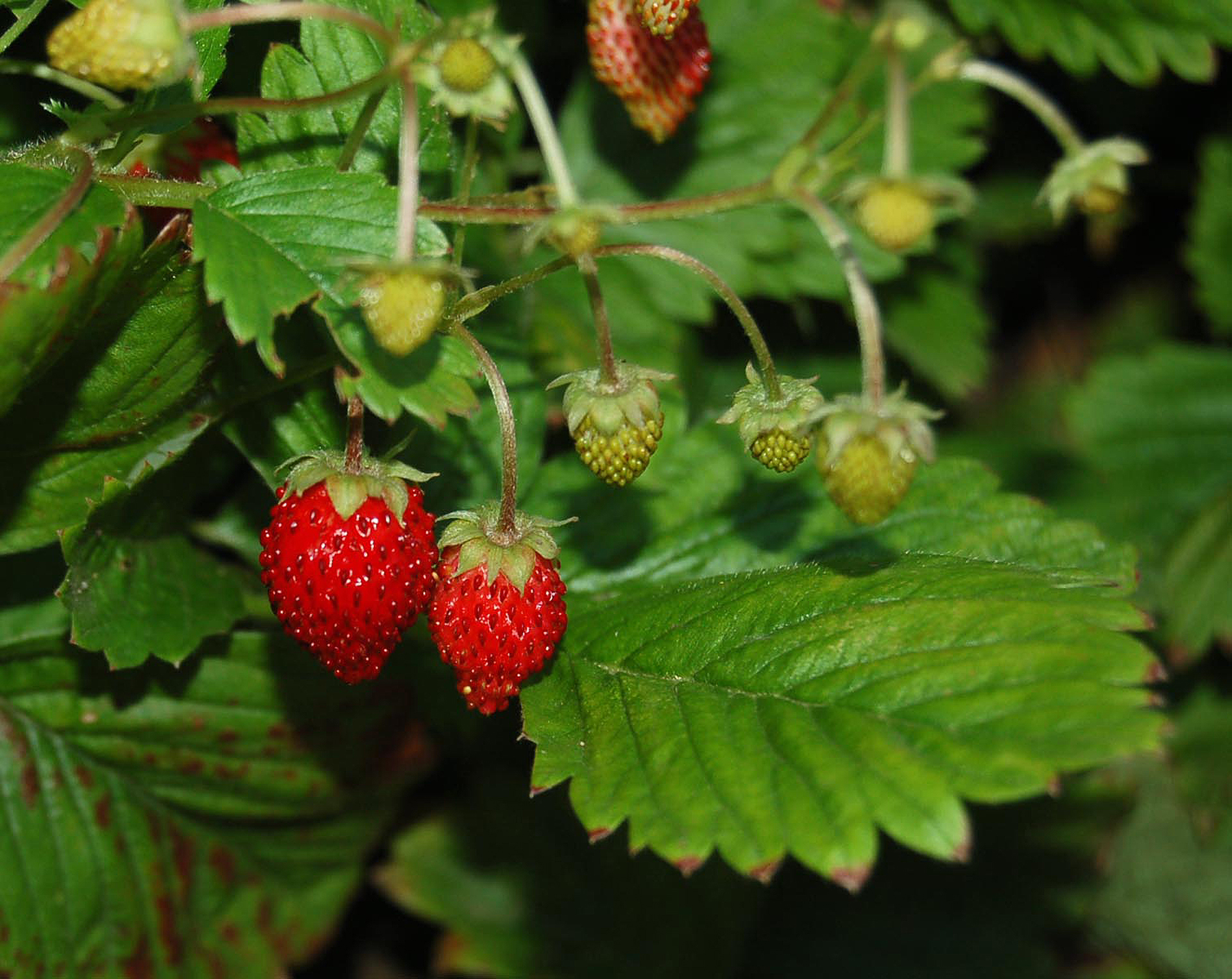 Tiny, conical fraises des bois deliver amazing flavor and aroma.