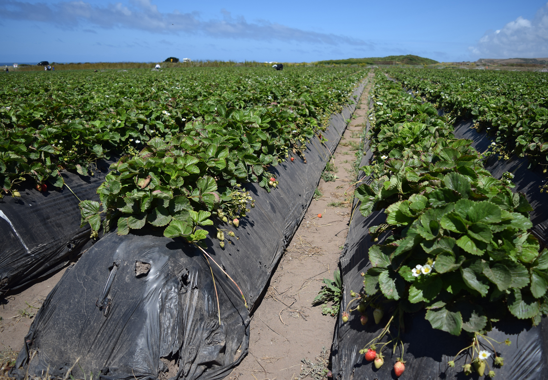 Commercial strawberry production -- conventional and organic -- always involves wrapping the plant roots, soil and drip irrigation in some sort of plastic or membrane.