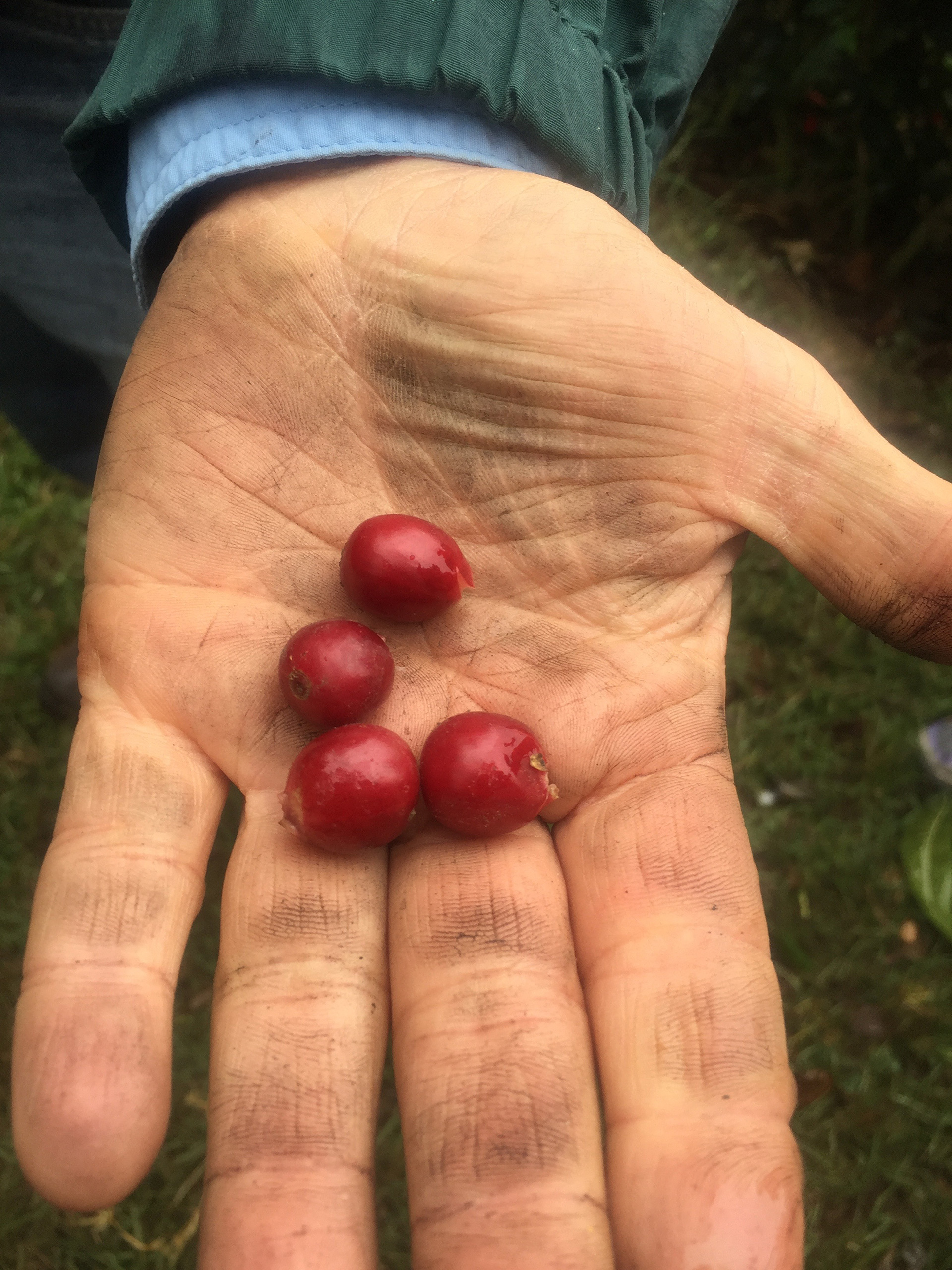 Just-picked coffee cherries