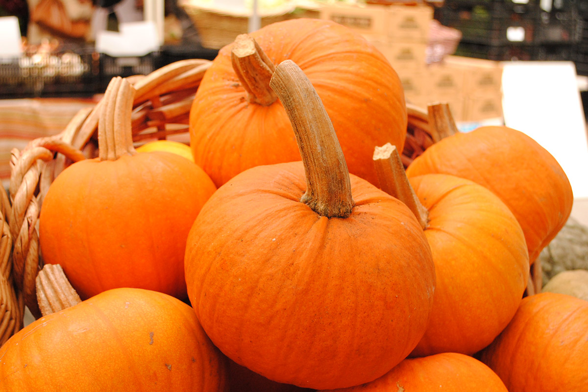 Sugar Pie pumpkins, great for pie-making, on display for the Harvest Festival.
