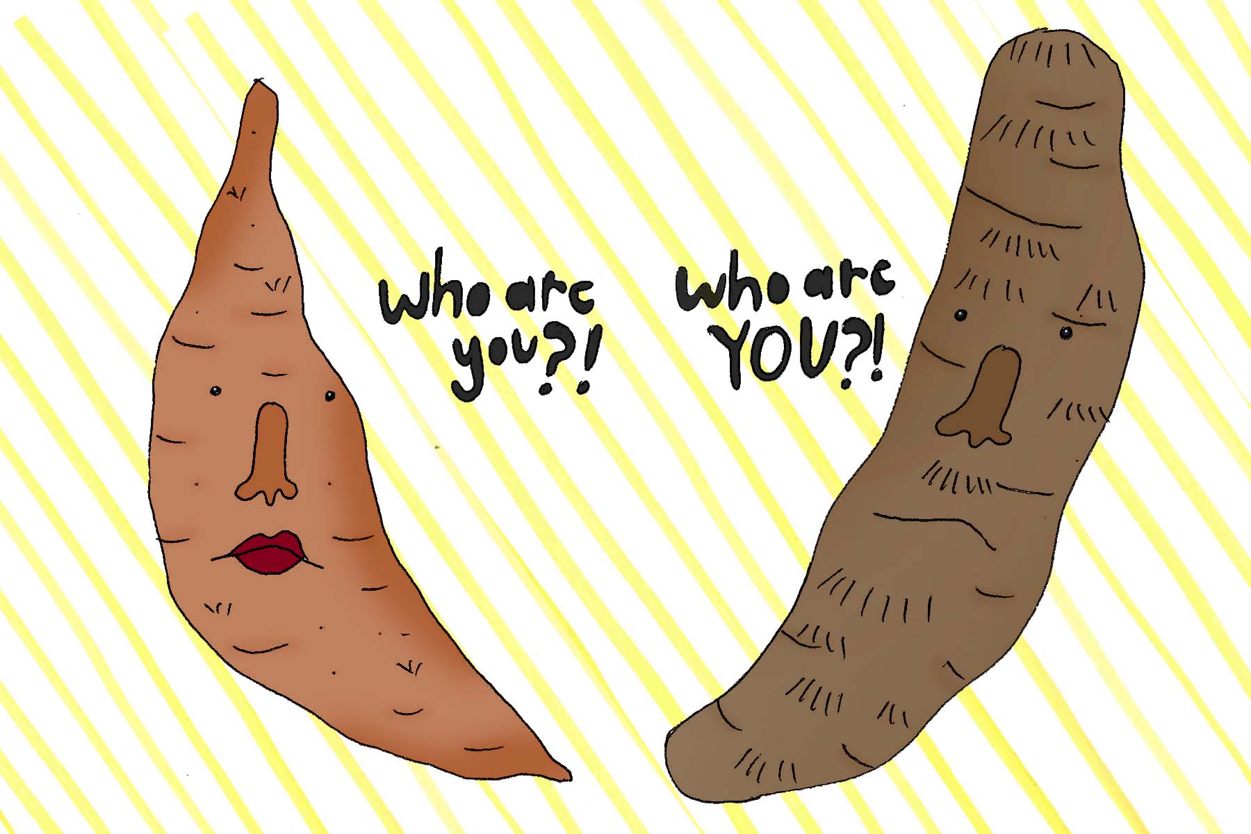 The meeting between a Sweet potato and a true yam.