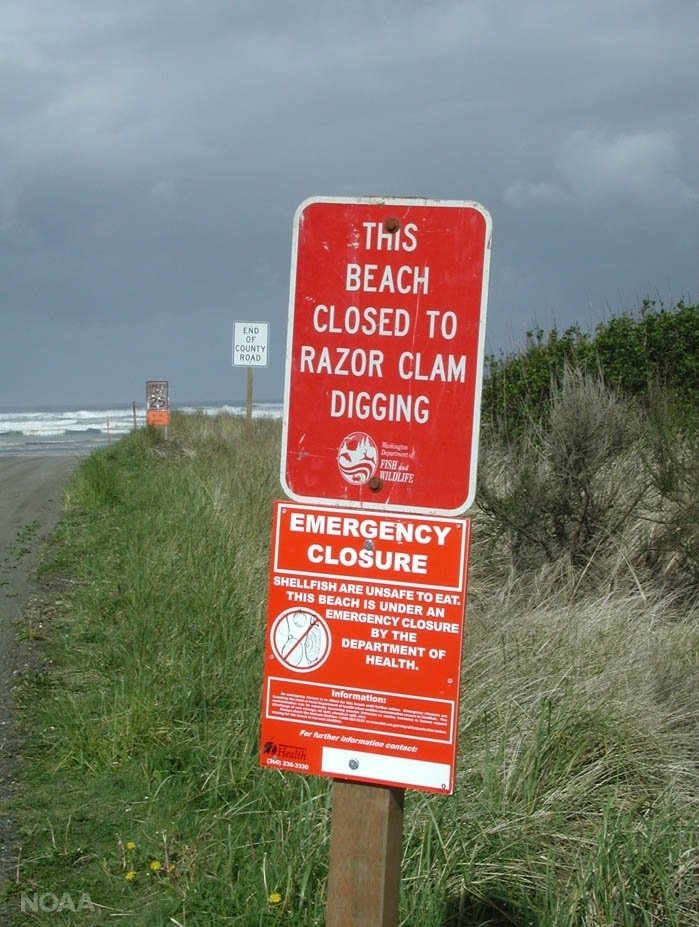 A sign warning beach goers against digging for razor clams along the coast of Washington state.