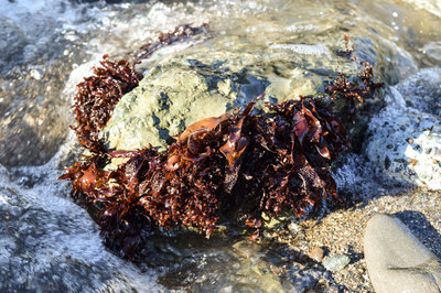 Turkish towel growing on a rock. Some chefs like to boil this seaweed down for a natural thickener for sauces.