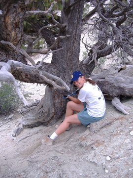 Tingstad sampling a live Piñon pine tree in northeastern Utah. This tree is about 550 years old. Photo by Glen MacDonald.