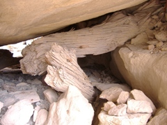Part of a Piñon pine beam under the collapsed rock shelter. This beam was one of several sampled for tree ring analysis. Photo by Abbie Tingstad.